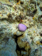 A fabulously beautiful coral reef and its inhabitants in the Red Sea