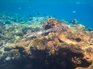 A fabulously beautiful coral reef and its inhabitants in the Red Sea