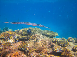 A fabulously beautiful coral reef and its inhabitants in the Red Sea