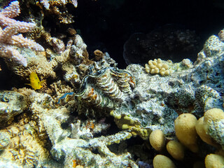 A fabulously beautiful coral reef and its inhabitants in the Red Sea