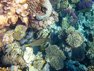 Fototapeta na wymiar A fabulously beautiful coral reef and its inhabitants in the Red Sea