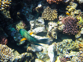 A fabulously beautiful coral reef and its inhabitants in the Red Sea