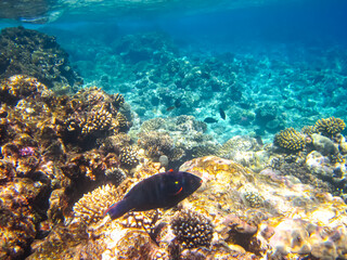 A fabulously beautiful coral reef and its inhabitants in the Red Sea