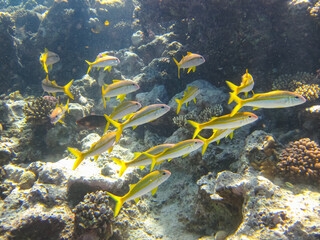 A fabulously beautiful coral reef and its inhabitants in the Red Sea