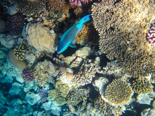 A fabulously beautiful coral reef and its inhabitants in the Red Sea