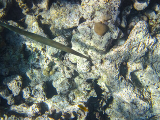 A fabulously beautiful coral reef and its inhabitants in the Red Sea