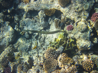 A fabulously beautiful coral reef and its inhabitants in the Red Sea