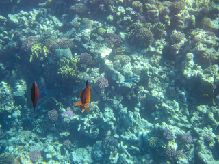 A fabulously beautiful coral reef and its inhabitants in the Red Sea