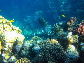 Naklejka na ściany i meble A fabulously beautiful coral reef and its inhabitants in the Red Sea