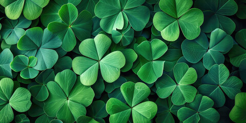 Green clover leaf isolated on blur background. with leaved shamrocks. St. Patrick's day holiday symbol. Lucky green clover and nature background	