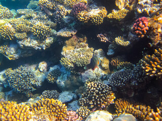 A fabulously beautiful coral reef and its inhabitants in the Red Sea