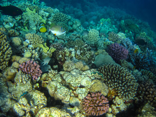 A fabulously beautiful coral reef and its inhabitants in the Red Sea