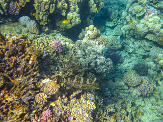 Obraz na płótnie Canvas A fabulously beautiful coral reef and its inhabitants in the Red Sea