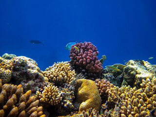 A fabulously beautiful coral reef and its inhabitants in the Red Sea