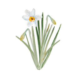 Bouquet of daffodils. Watercolor spring floral illustration, hand drawn. Easter, Valentine, wedding invitation.