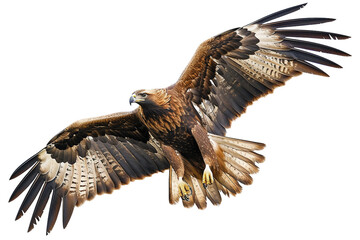 Golden Eagle on Transparent Background - obrazy, fototapety, plakaty
