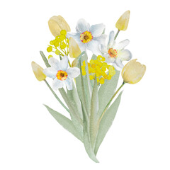 Fototapeta premium Bouquet of daffodils. Watercolor spring floral illustration, hand drawn. Easter, Valentine, wedding invitation.