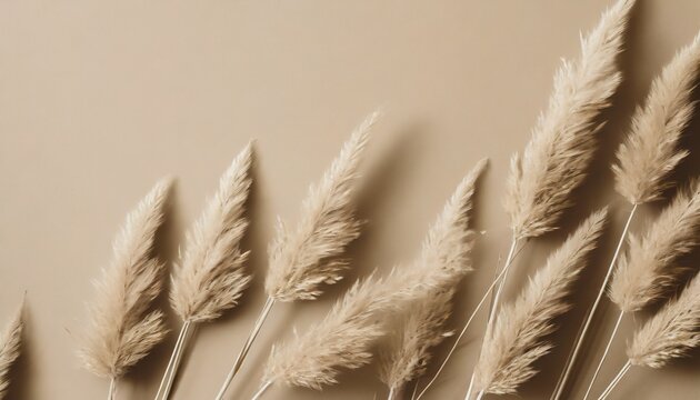 dry pampas grass reeds agains on beige background beautiful pattern with neutral colors minimal stylish monochrome concept flat lay top view copy space set sail champagne trend color 2021