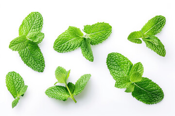 This image showcases vibrant green mint leaves, freshly picked and isolated on a white background. The detailed texture of each leaf is clearly visible.