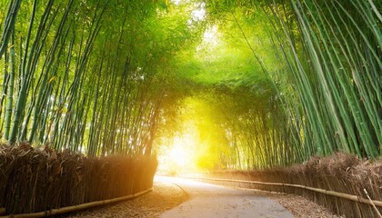 tunnel bamboo tree with sunlight