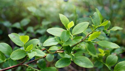 Fototapeta na wymiar green leaves of blueberry