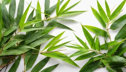 green bamboo leaves on white background