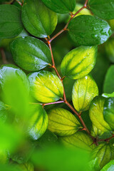 Dewy Green Leaves on Twig, Branch bearing fresh yellow green leaves with water droplets, Close up vivid nature background, natural aesthetic botanical photo, wild foliage scenery, selective focus