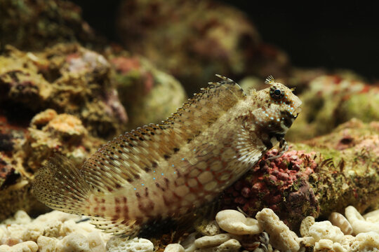 jewelled or lawnmower blenny (Salarias fasciatus) from coral reef in Indo pacific