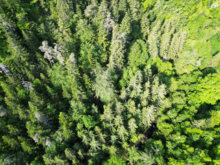 Forêt de sapin aux multiples couleurs au printemps vue du dessus