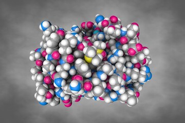Human sonic hedgehog. Space-filling molecular model. Atoms are shown as spheres with color coding: carbon (grey), oxygen (red), hydrogen (white), nitrogen (blue), sulfur (yellow). 3d illustration
