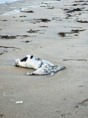 Dead badger washed up on Narin Strand in County Dnegal, Ireland