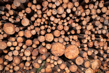 Arranjo ordenado de troncos de pinheiro a secar, preparando-se para a indústria da madeira