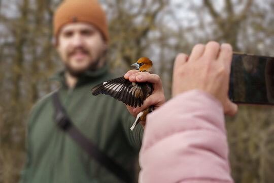 The volunteer nature conservationist holds a Hawfinch (Coccothraustes coccothraustes) in his hand to ring it, while a girl takes a photo of them with her mobile phone.