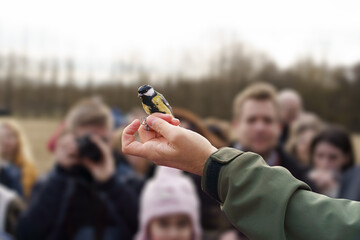 The ornithologist shows a Coal tit (Parus major) captured for bird ringing to the public in Hungary.