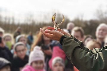 After bird ringing, the ornithologist releases the European goldfinch (Carduelis carduelis) from...