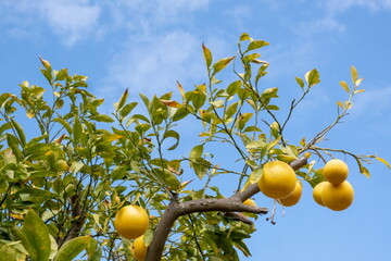 grapefruits growing on a green branch. Israel - 728364010
