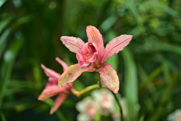 orchid flowers madeira