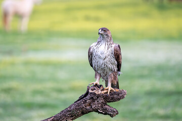 Beautiful portrait of a Bonelli's eagle perched on a tree trunk looking laterally with the background of out-of-focus vegetation in the Sierra Morena, Andalusia, Spain, Europe