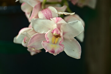 orchid flowers madeira