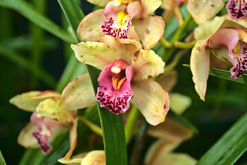 orchid flowers madeira