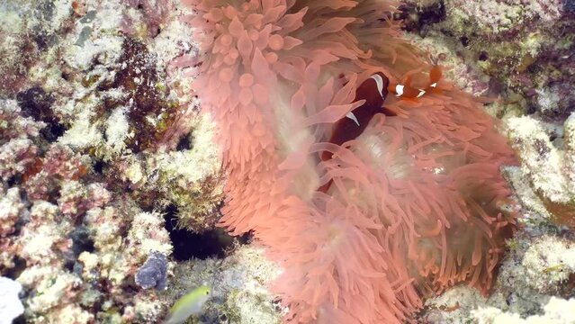 Two little clownfish hiding in anemone tentacles. Small tropical fish underwater.