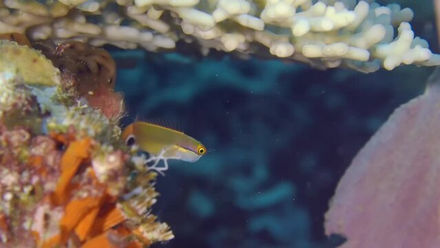 Little fish underwater. A close-up of little Tail-spot blenny (Ecsenius stigmatura) at the bottom of the sea