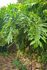green tropical leaves