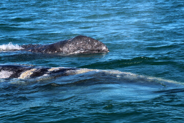 Obraz premium Gray whale mother with calf, Baja California Sur, Mexico