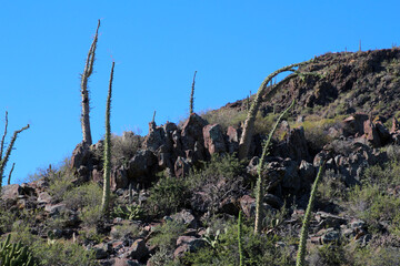 Boojum tree landscape Baja California Sur, Mexico