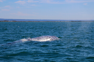 Gray whale at whale watching in Laguna San Ignacio Baja California, Mexico