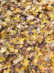 Fallen leaves. Background of fallen autumn leaves. Yellow autumn leaves
