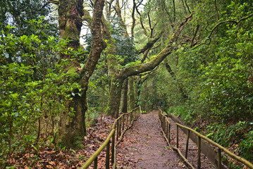 Madeira, Portugal - January 2024: Parque Florestal das Queimadas