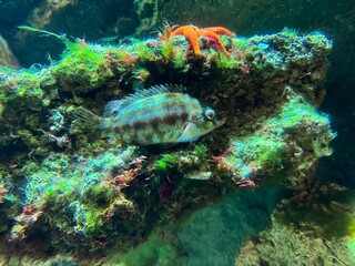 pesce tropicale