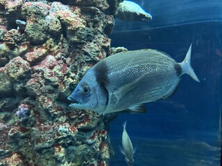 fish in the sea